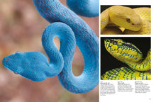 Snakes - Interior 2