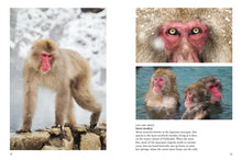 Monkeys - Interior 2