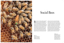 Bees - Interior 2