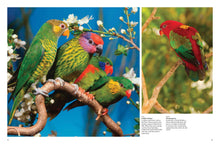 Tropical Birds - Interior 2
