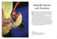 Butterflies - Interior 2