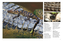 Crocodiles, Alligators & Lizards - Interior 2