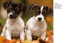 Puppies - Interior 2