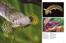 Tropical Fish - Interior 2