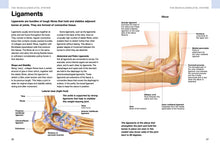 Human Anatomy - Interior 2
