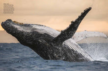 Whales & Dolphins - Interior 2