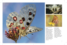 Butterflies - Interior 3