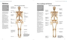 Human Anatomy - Interior 3