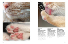 Cats - Interior 3