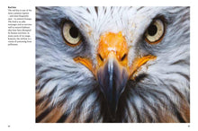 Birds of Prey - Interior 3