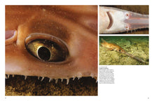 Sharks and Underwater Predators - Interior 3