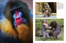 Wild Animals - Interior 3