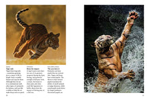 Tigers - Interior 3