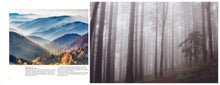 Forests - Interior 3