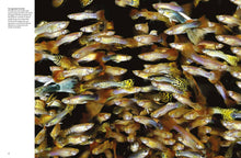 Tropical Fish - Interior 3