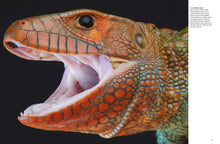 Crocodiles, Alligators & Lizards - Interior 3