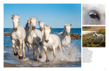 Wild Horses - Interior 3