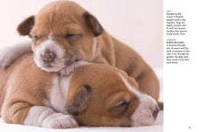 Puppies - Interior 3