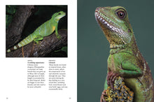 Crocodiles, Alligators & Lizards - Interior 3