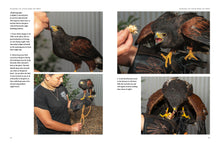 Falconry - Interior 3