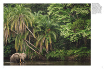 Forest Animals - Interior 3