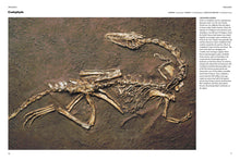 Encyclopedia of Dinosaurs - Interior 3