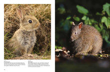Rabbits - Interior 3
