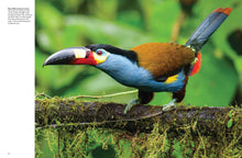 Tropical Birds - Interior 3