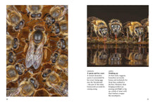 Bees - Interior 3