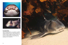 Sharks & Underwater Predators - Interior 3