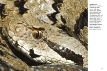 Snakes - Interior 3