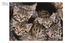 Cats - Interior 3
