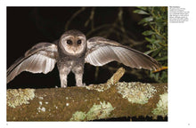 Owls - Interior 3