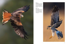 Birds of Prey - Interior 3
