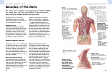 Human Anatomy - Interior 3