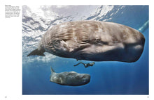 Whales & Dolphins - Interior 3