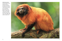 Monkeys - Interior 3