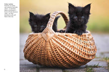 Kittens - Interior 3