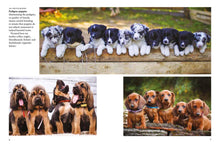 Dogs - Interior 3