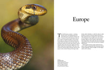 Snakes - Interior 3