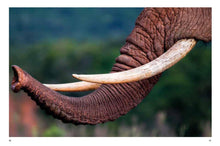 Elephants - Interior 3