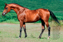 Horses - Interior 4