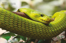 Snakes - Interior 4
