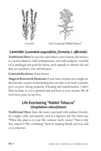 African American Herbalism - Interior 4