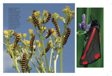 Butterflies - Interior 4