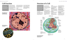 Human Anatomy - Interior 4