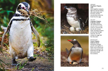 Penguins - Interior 4