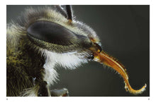 Bees - Interior 4