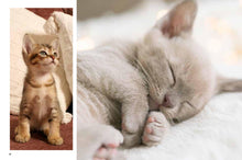 Kittens - Interior 4