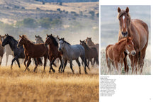 Wild Horses - Interior 4